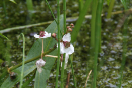 Sagittaria sagittifoliaPijlkruid bestellen